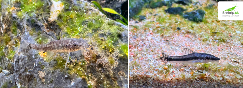 otocinclus-gara