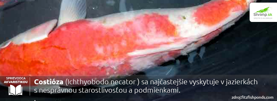 costozia-zahradne-jazierko
