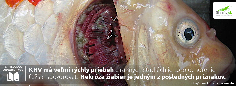 nekroza-ziaber-zahradne-jazierko