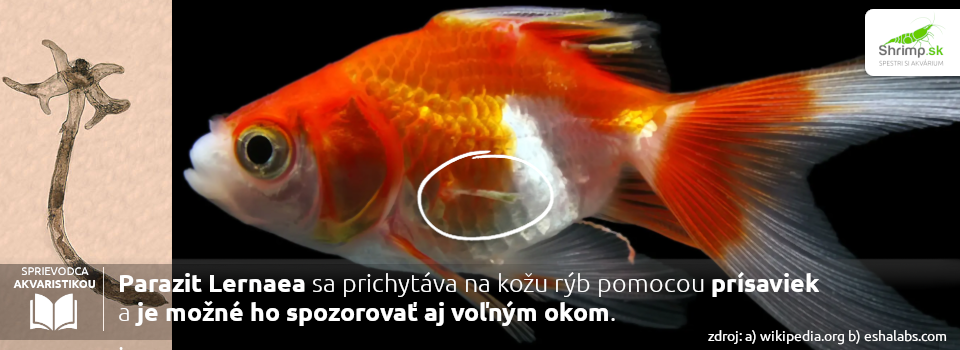 choroby-jazierkovych-ryb