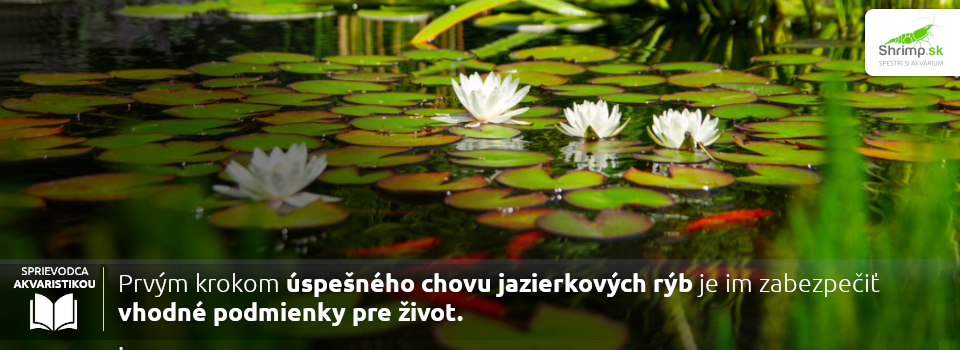 priprava-zahradne-jazierko