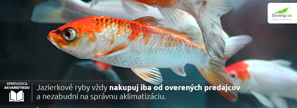 zahradne-jazierko-nakup-ryb