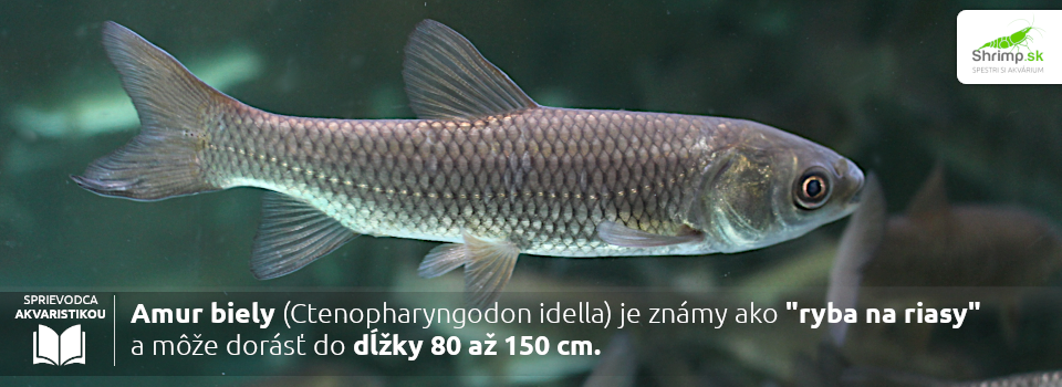 amur-zahradne-jazierko-riasy