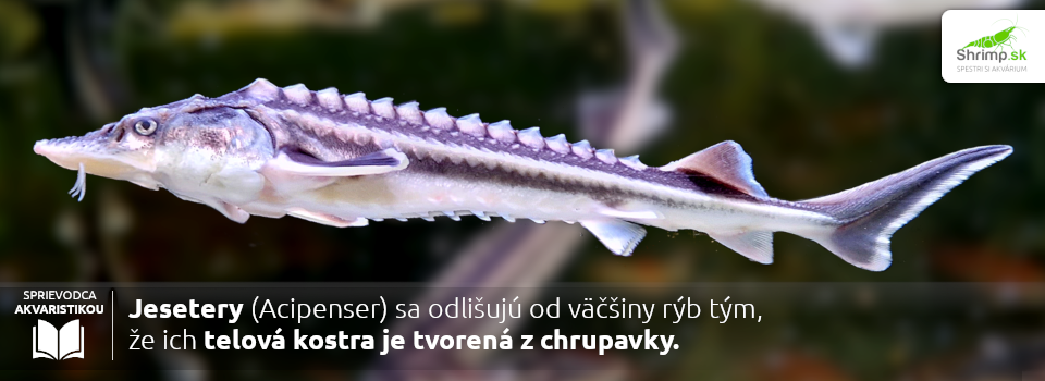 jeseter-zahradne-jazierko