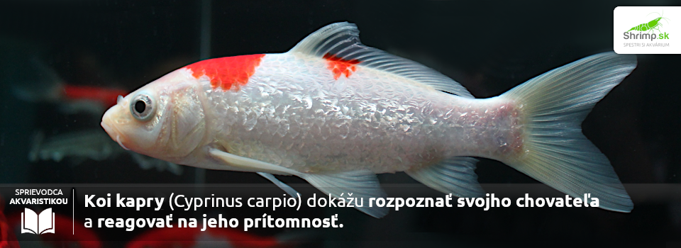 koi-kapre-reaguju-na-chovatela