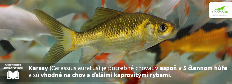karas-zlatisty-zahradne-jazierko