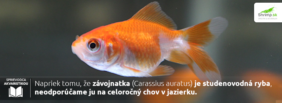 zavojnatka-zahradne-jazierko