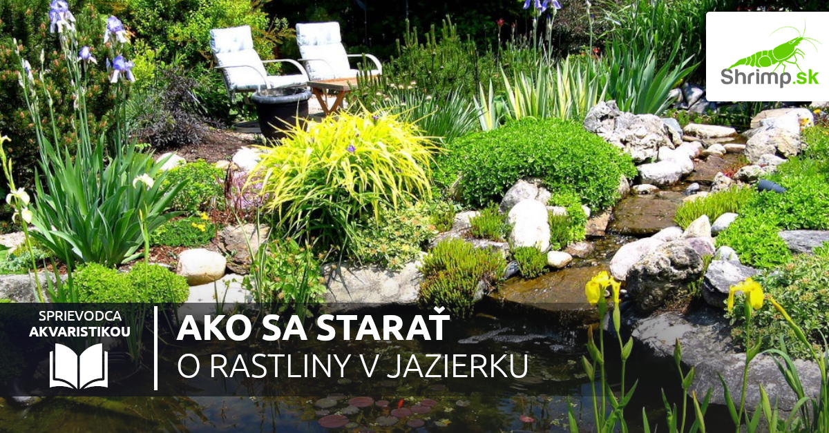 ako-sa-starat-o-rastliny-v-jazierku
