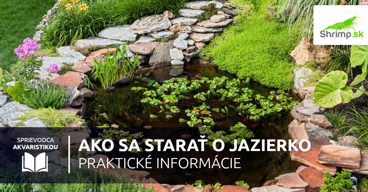 ako-sa-starat-o-jazierko