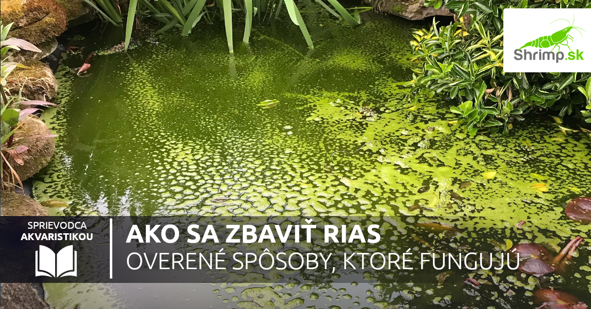 ako-sa-zbavit-rias-v-jazierku