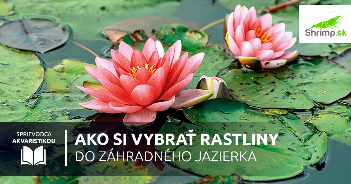ako-si-vybrat-rastliny-do-jazierka