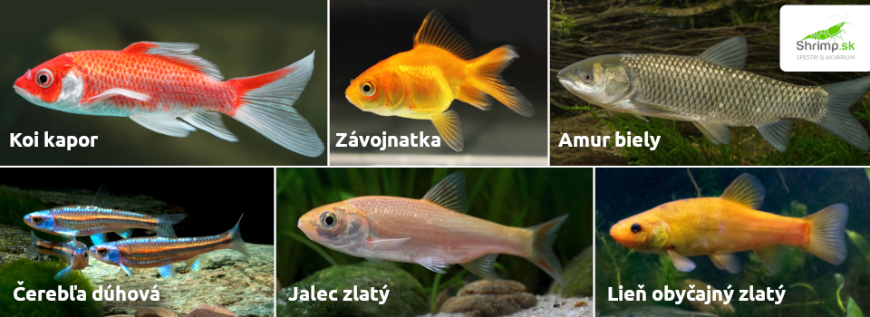 zahradne-jazierko-ryby-do-jazierka