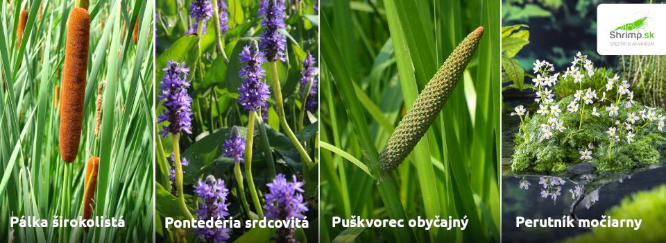 hlboka-brehova-zona-zahradne-jazierko-rastliny