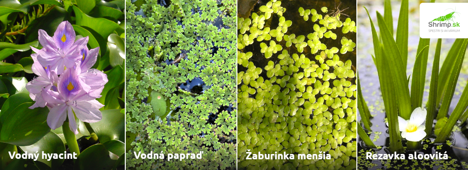 plavajuce-rastliny-zahradne-jazierko