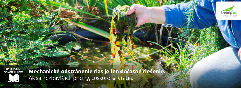 riasy-v-jazierku-ako-sa-zbavit-rias