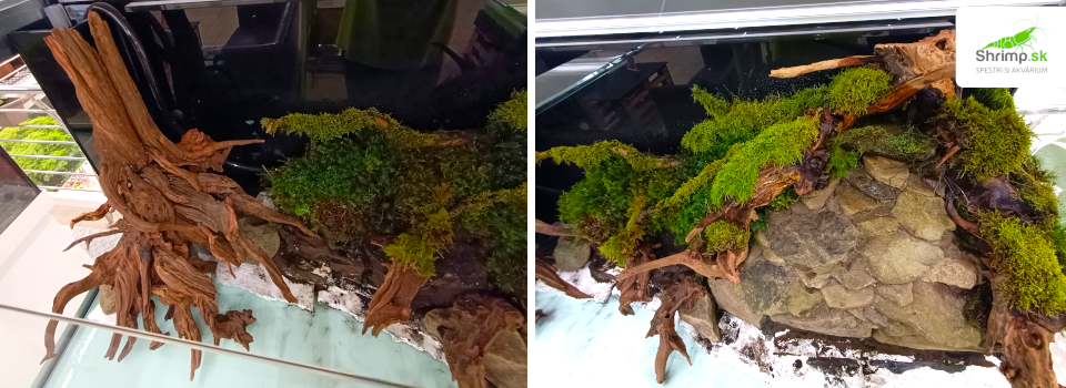 plant-wood-paludarium