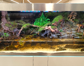 paludarium