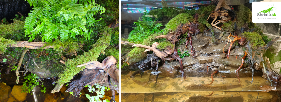 rastliny-paludarium