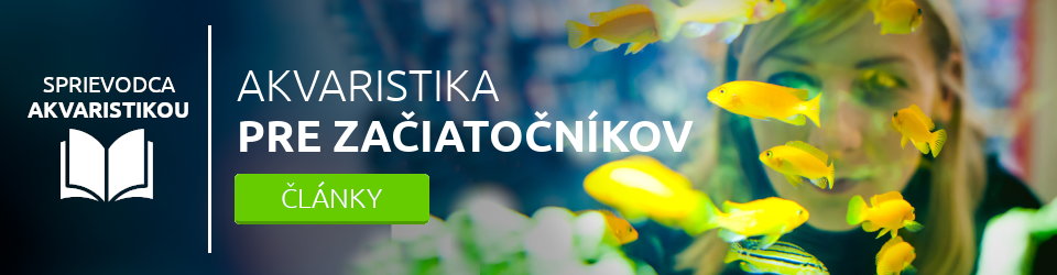 Ako začať s akvaristikou?