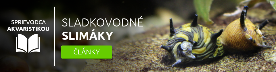 Sladkovodné slimáky