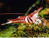 sulawesi-miniatura