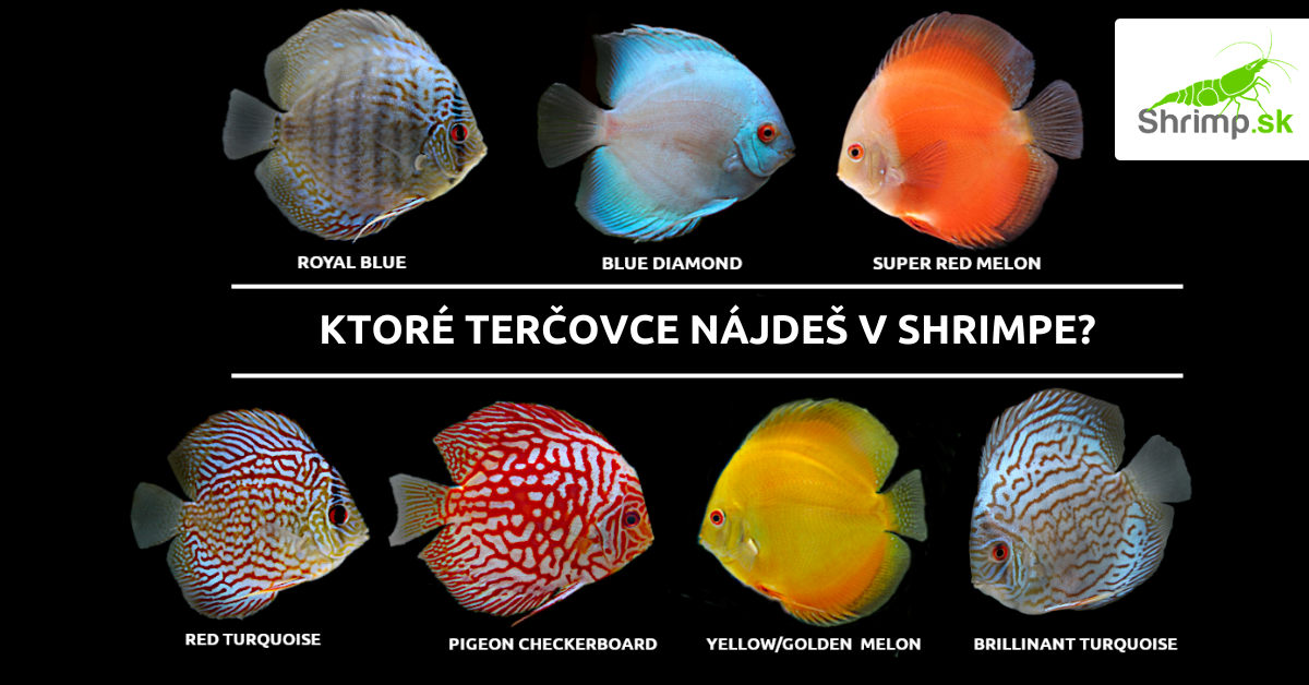 discusy-dostupne-na-shrimp.sk