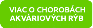 viac-o-chorobach-akvariovych-ryb