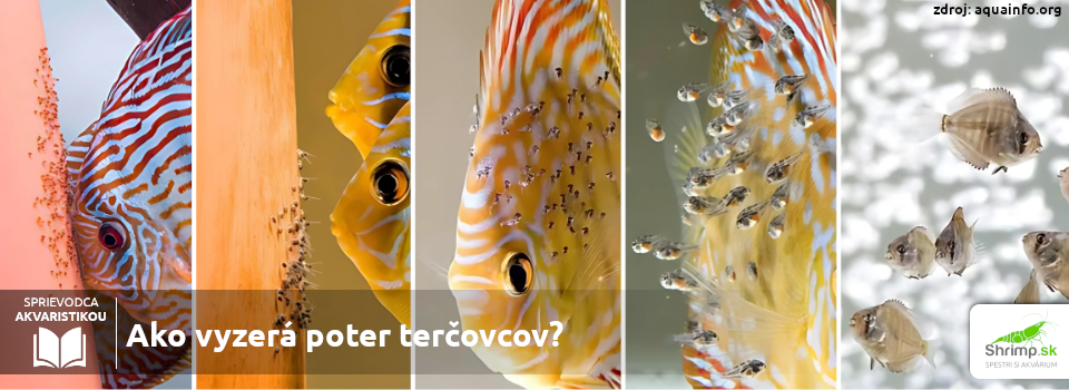 vyvoj-mladych-tercovcov