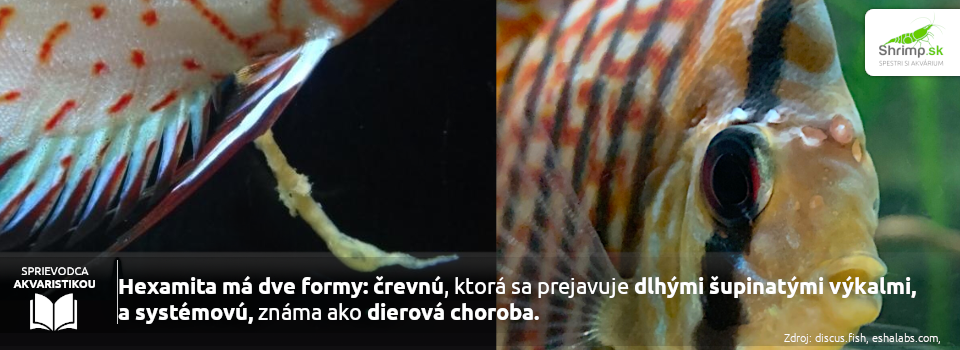 dve-formy-hexamitozy
