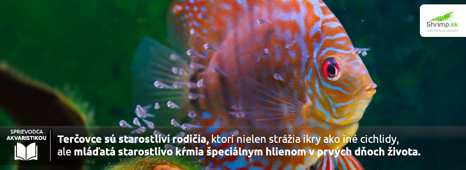 tercovci-su-starostlivi-rodicia