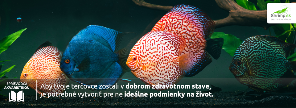 idealne-podmienky-pre-tercovce