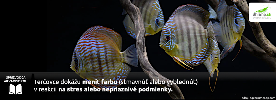 zmena-farby-tercovcov