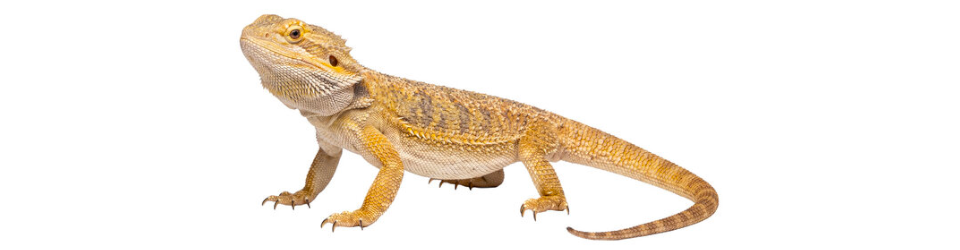 Agama-bradata