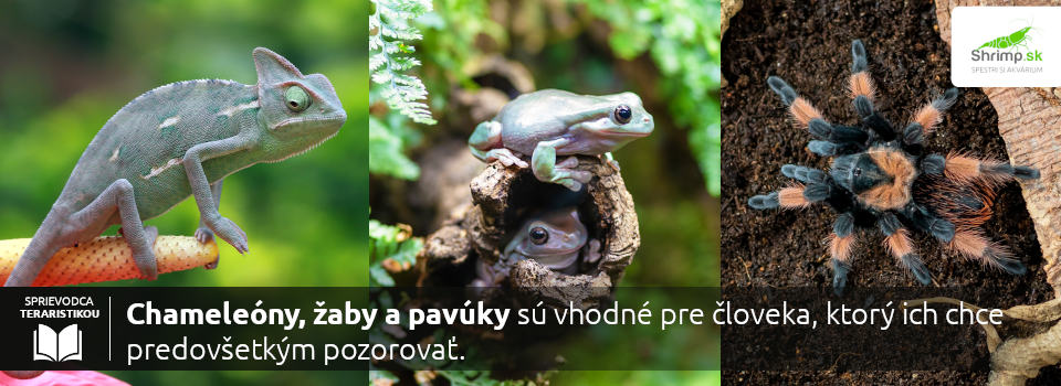 chameleony-zaby-pavuky-len-pozorovat