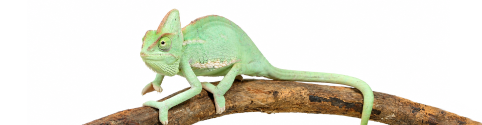 chameleon