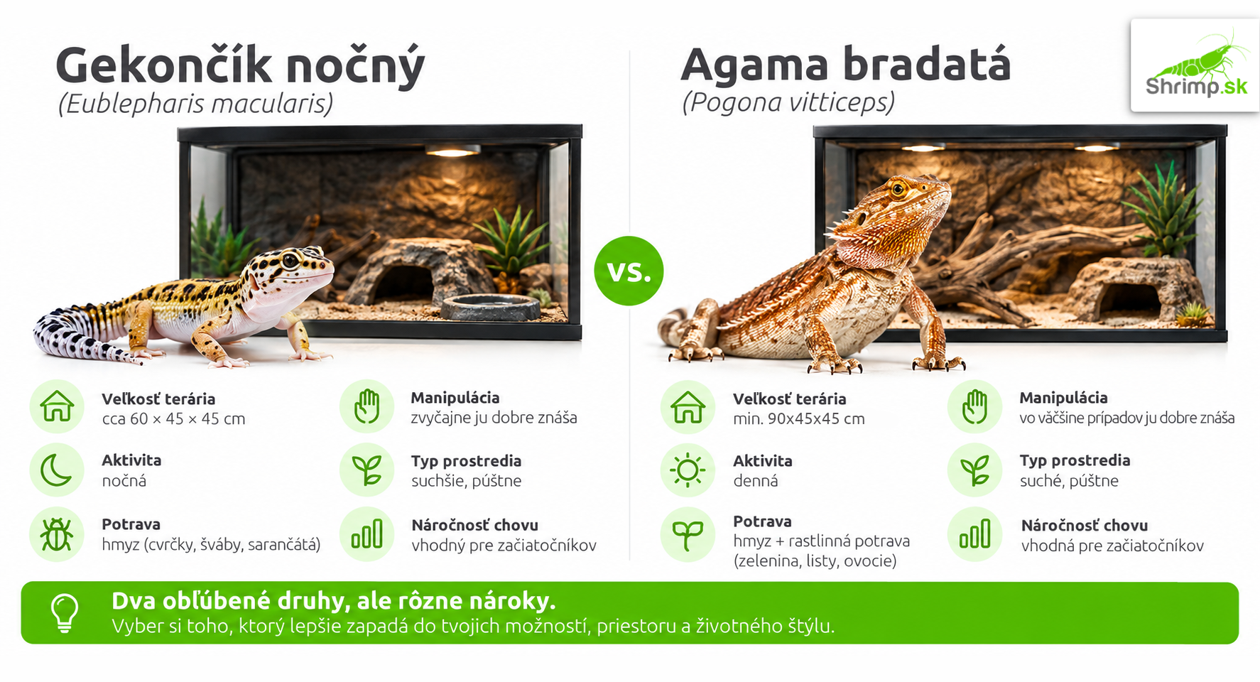 porovnanie-gekoncik-agama-terarium
