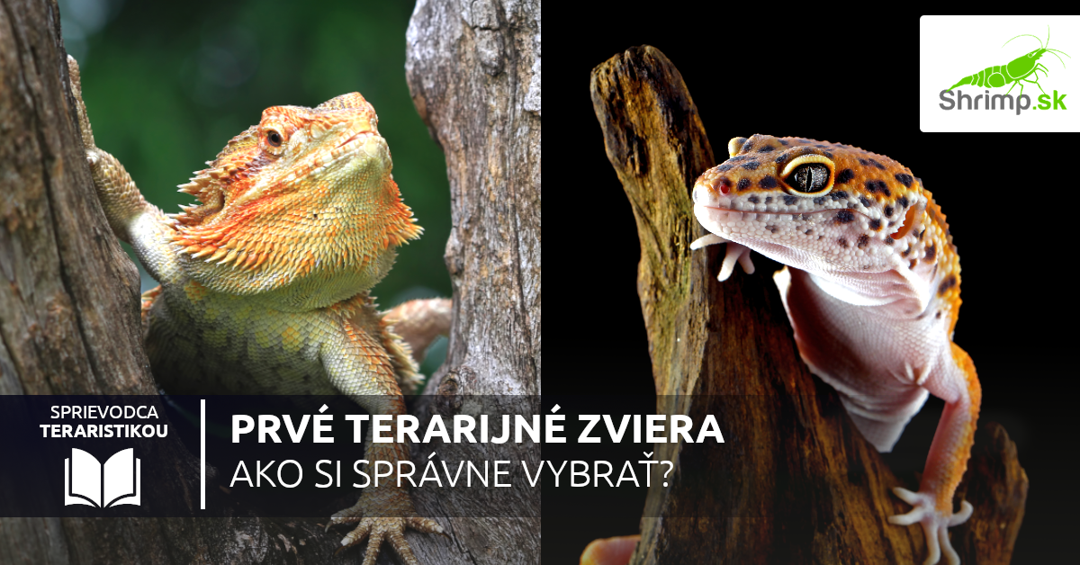 prve-terarijne-zviera