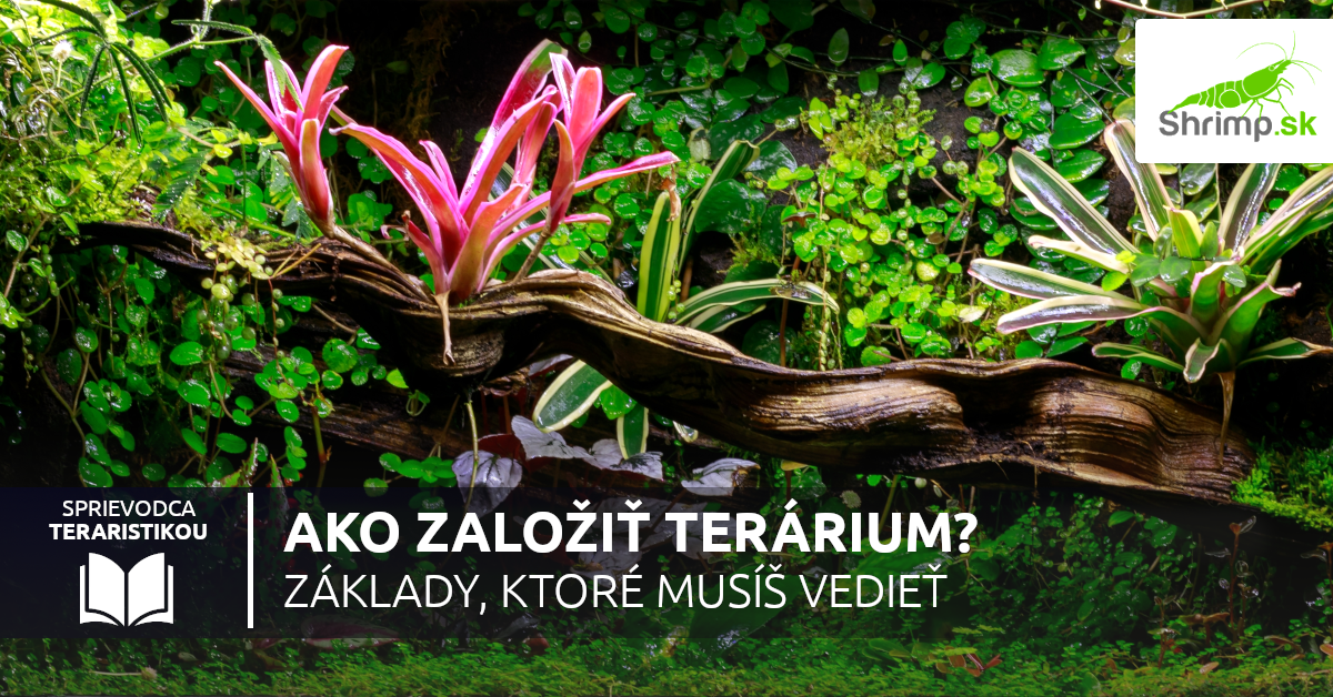 ako-zalozit-terarium