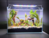 akvarium-bez-filtra
