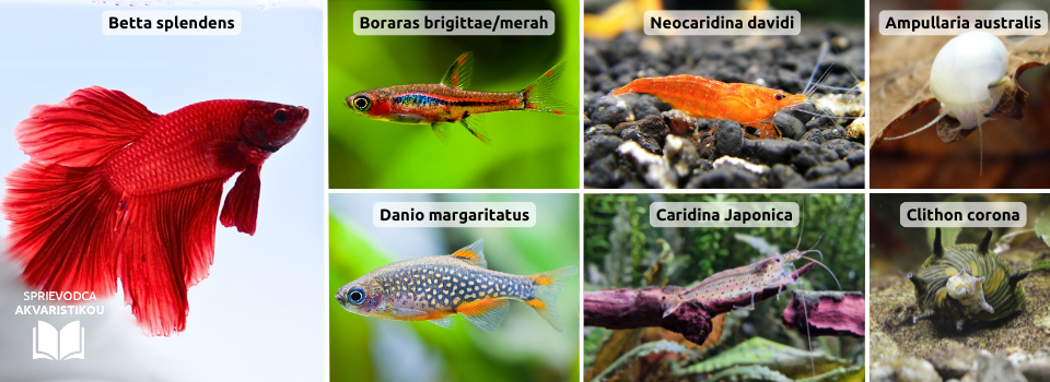 ryby-do-akvaria-bez-filtra
