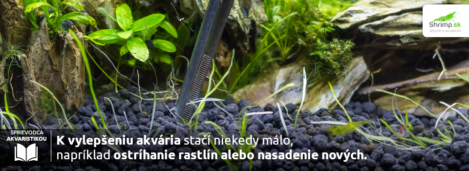 k-vylepseniu-akvaria-niekedy-staci-malo, napriklad-ostrihanie-alebo-nasadenie-rastlin