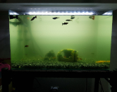 vylepsi-si-akvarium