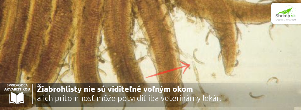 ziabrohlisty-pod-mikroskopom