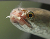 ochorenia-akvariovych-ryb