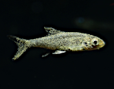 oodnioza