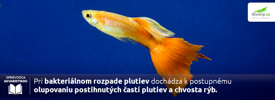 bakterialny-rozpad-plutiev