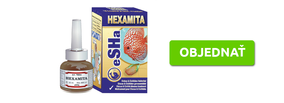 hexamita