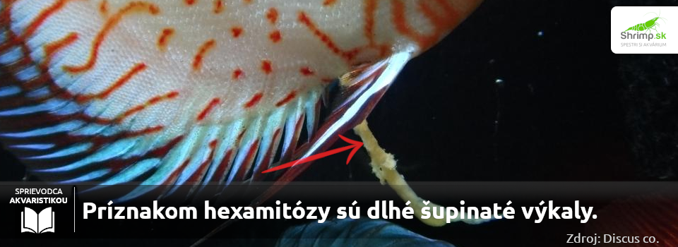 hexamita-u-discusov