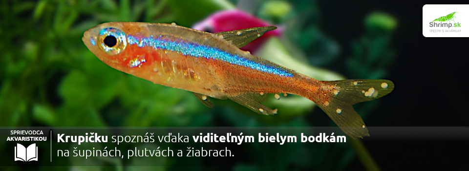 bielo-bodky-na-tele-ryb-mozu-znacit-krupicku