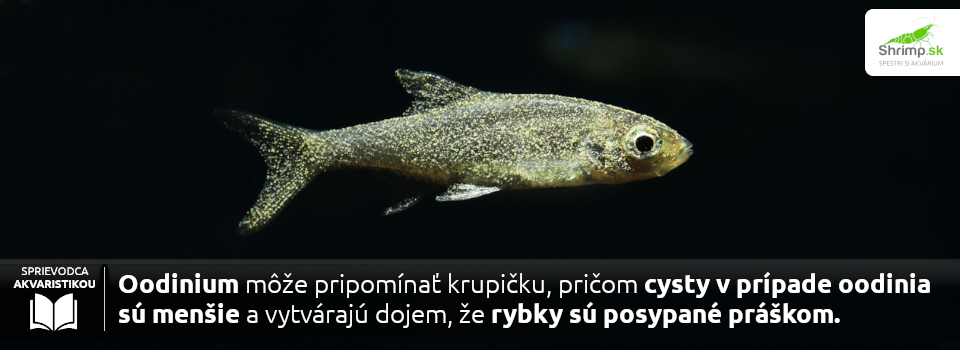 oodinioza-na-rybe